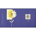 SAMPLE - Daisy Floral Blue Border by Crown 50014